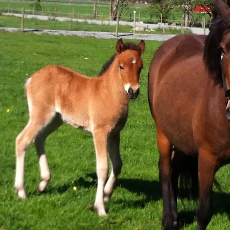 Fossanmoen Forsand