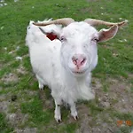 Fossanmoen مزرعة للإقامة